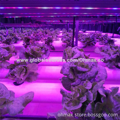 IP65 Waterproof LED Grow Light Bars with Plant Factory for Light Intensity and Spectrum Research